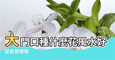 門口適合種什麼花|大門口適合放什麼植物？5種植物為您打造綠意盎然的門面